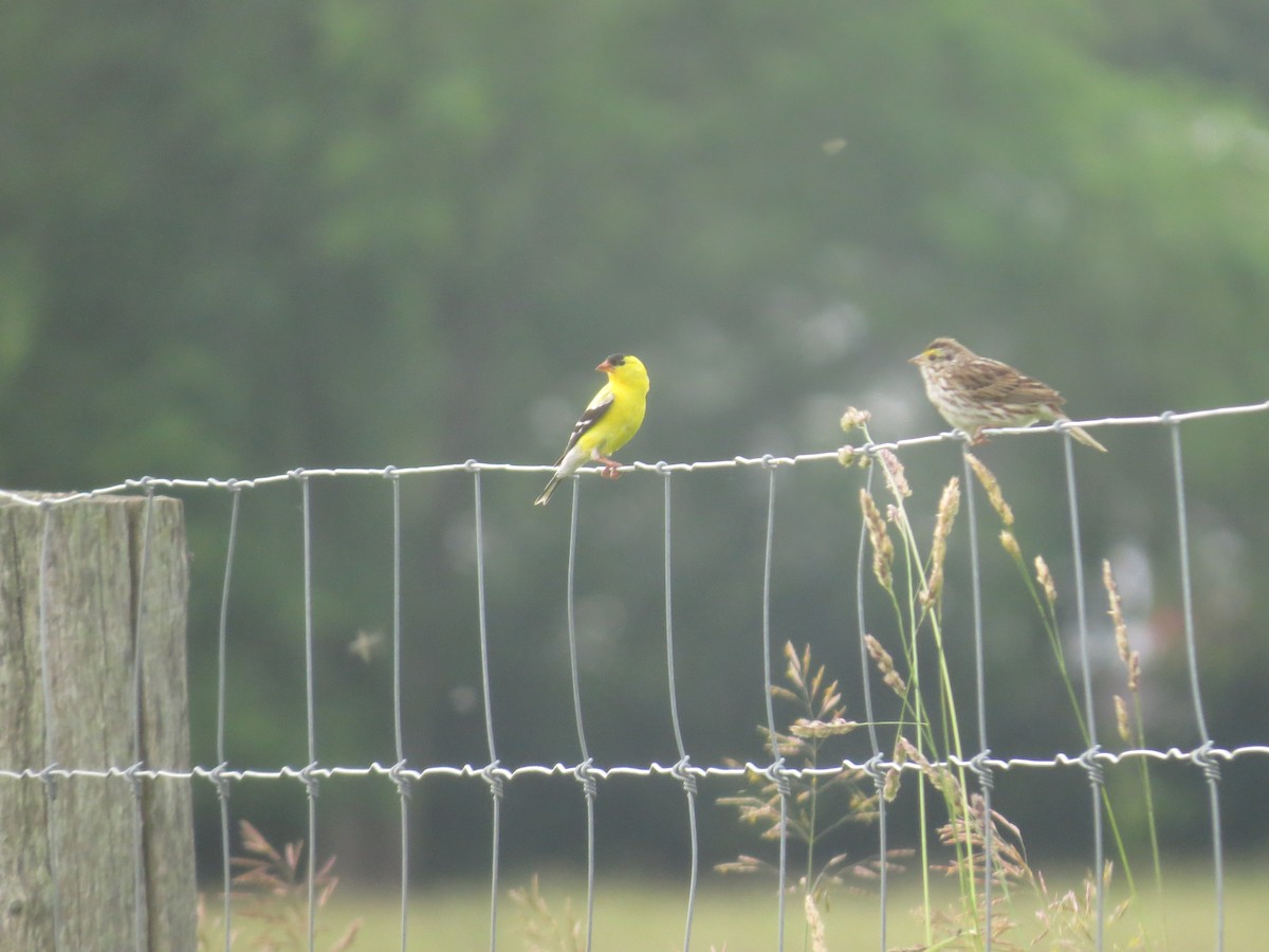 Savannah Sparrow - ML620647051