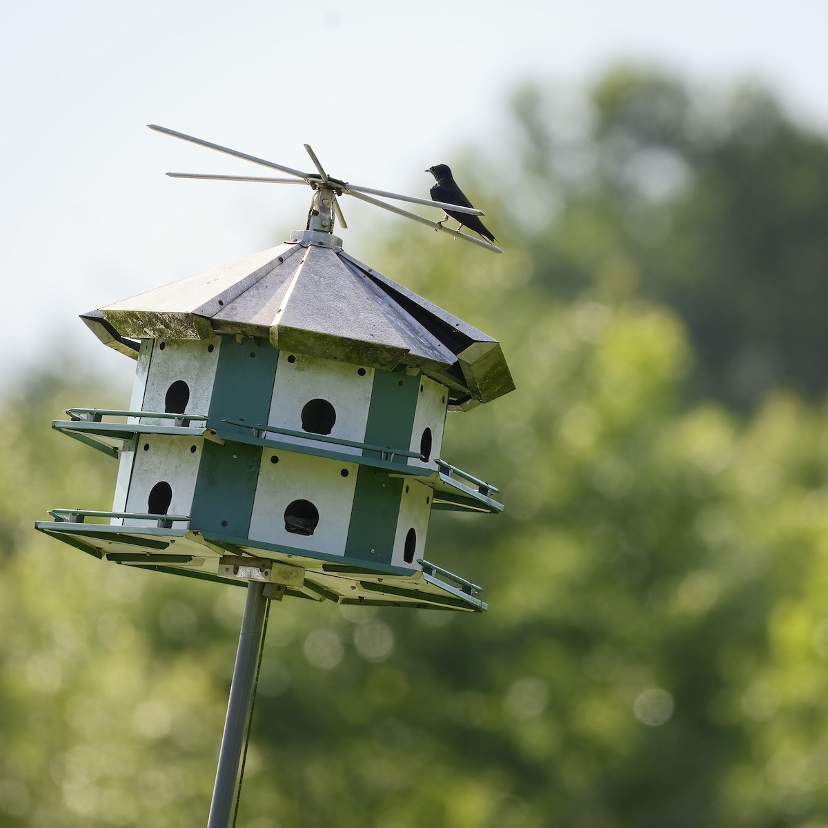 Purple Martin - ML620647053