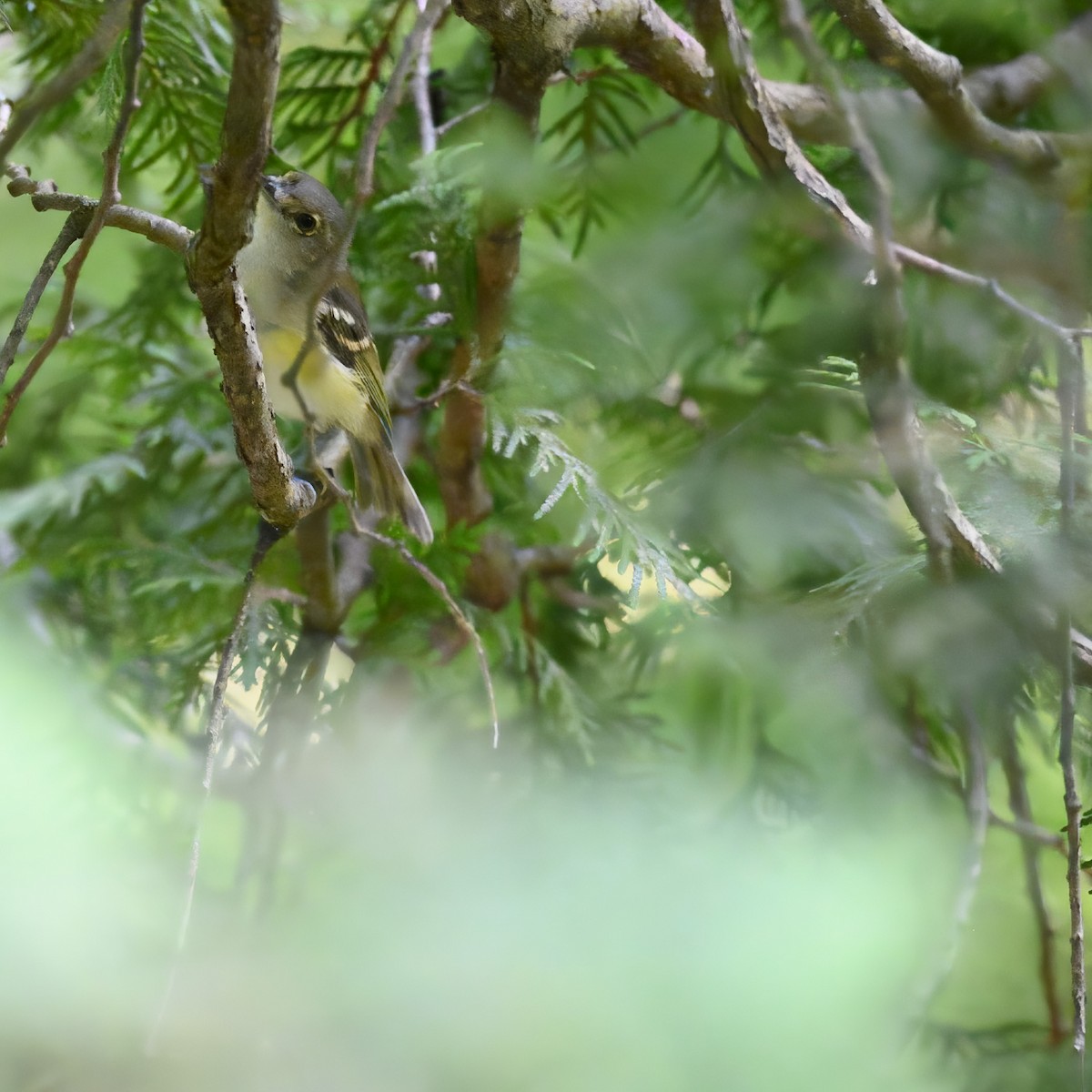 White-eyed Vireo - ML620647055