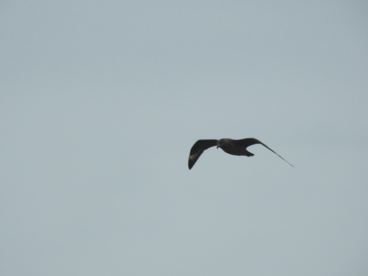 Great Skua - ML620647057