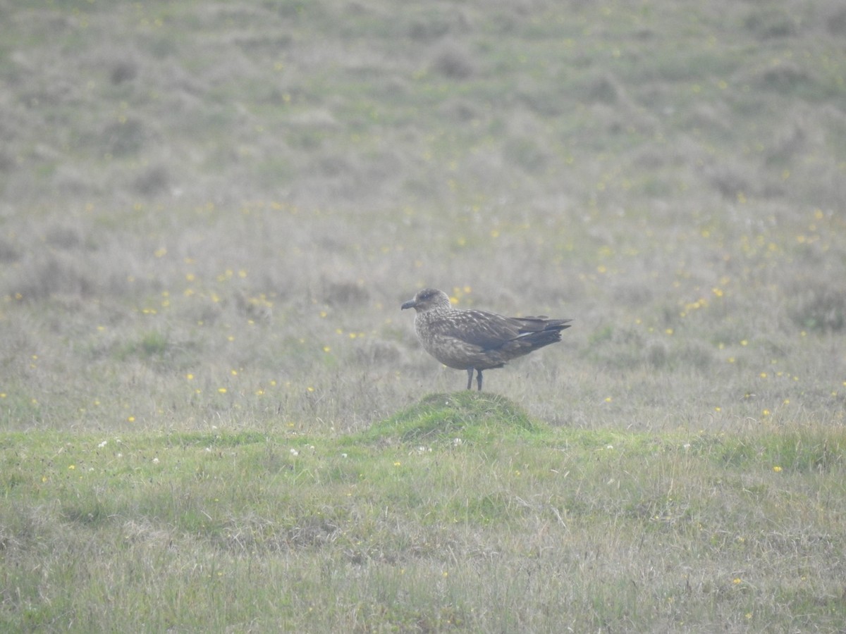 Great Skua - ML620647059