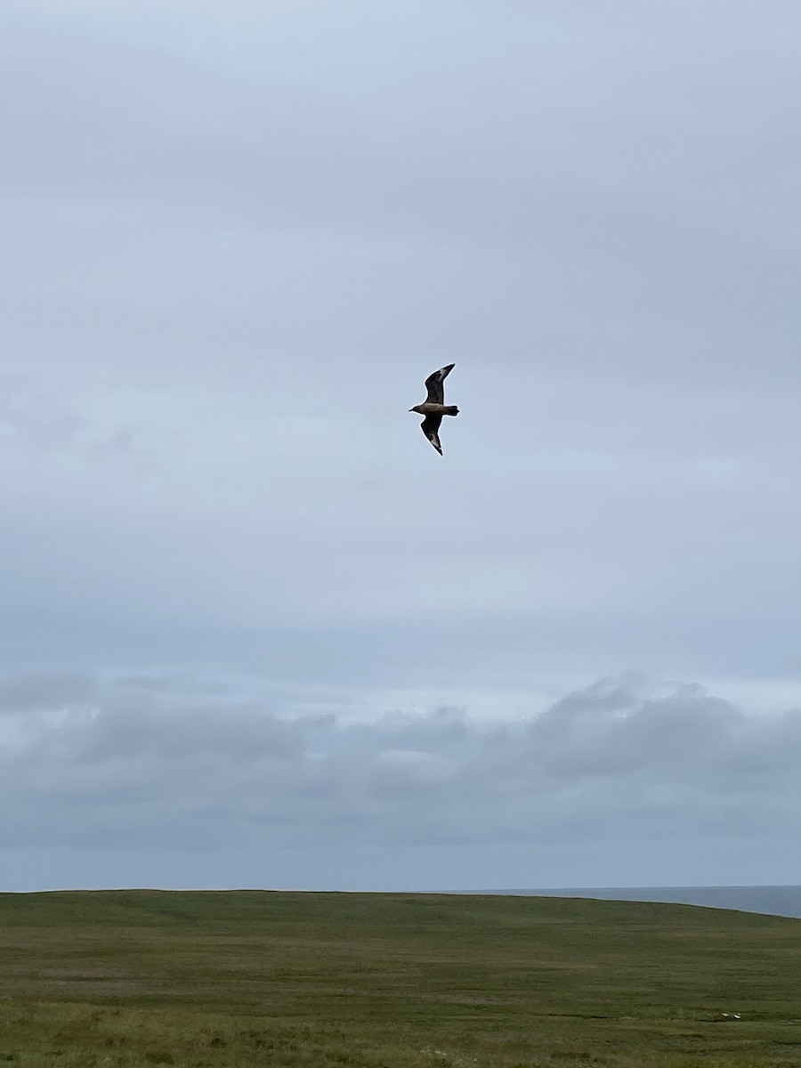 Great Skua - Stephen Bailey