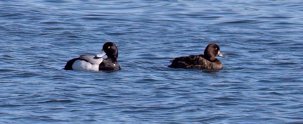 Lesser Scaup - ML620647063