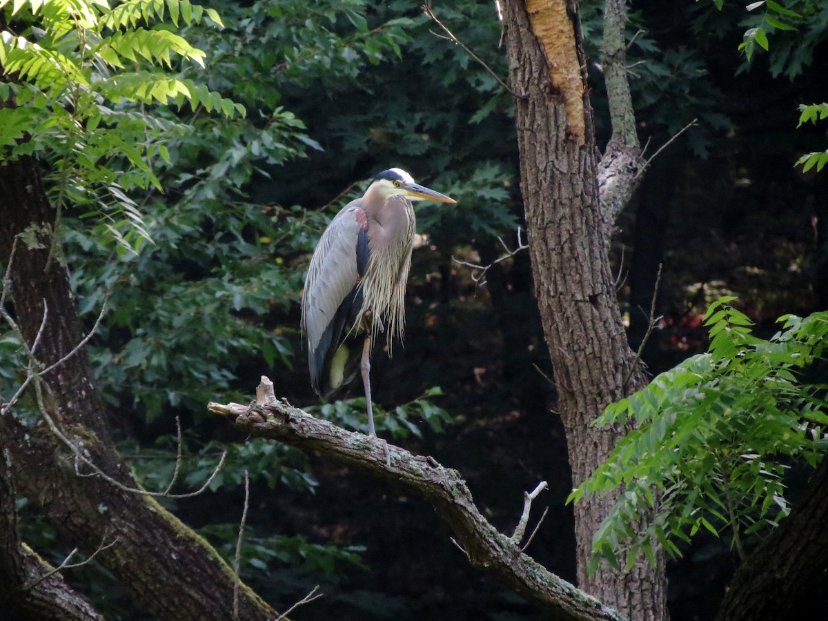 Great Blue Heron - ML620647066