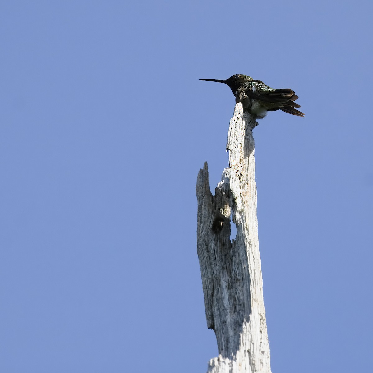 Colibrí Gorjirrubí - ML620647067