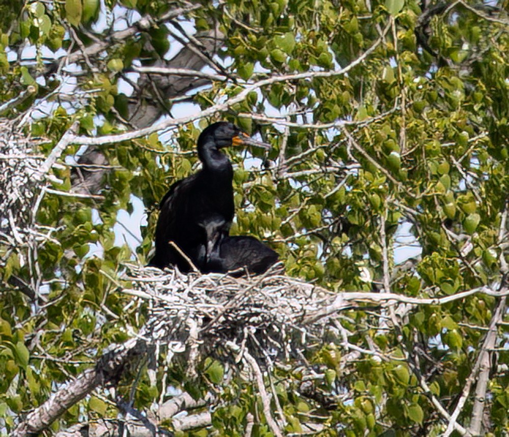 Cormoran à aigrettes - ML620647068