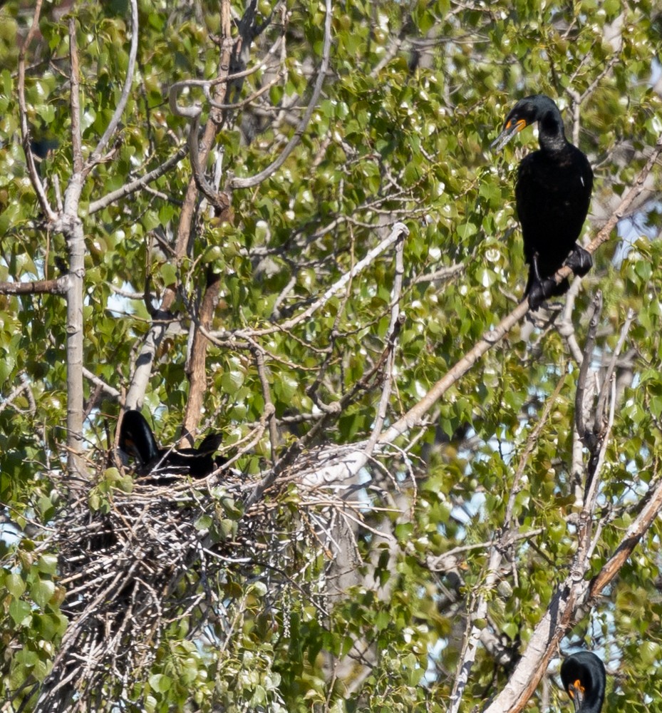 Double-crested Cormorant - Carl & Judi Manning