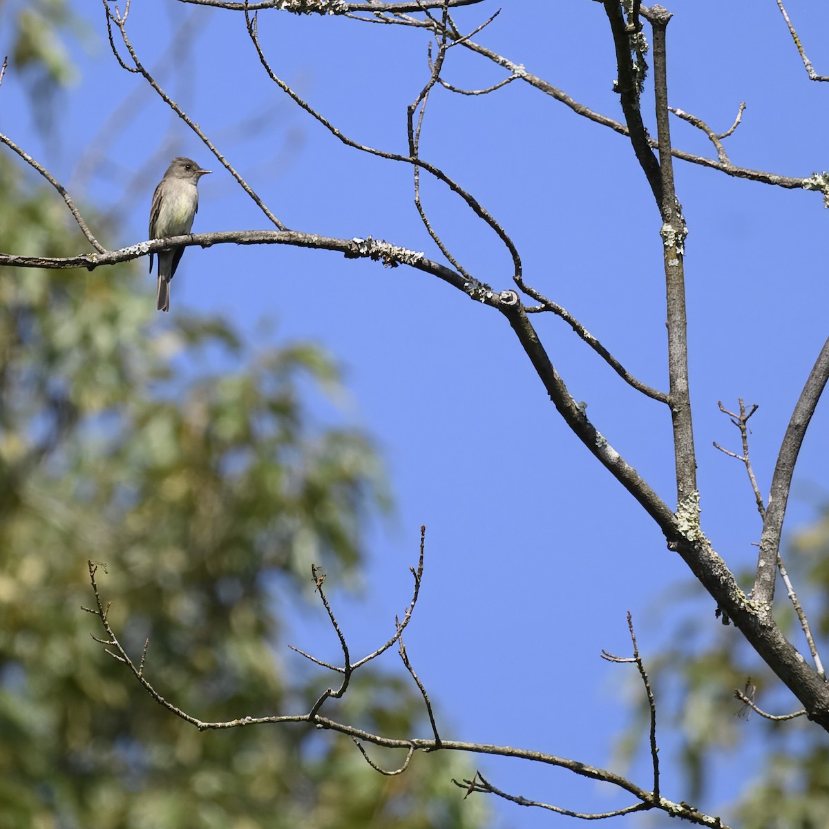 Eastern Wood-Pewee - ML620647075