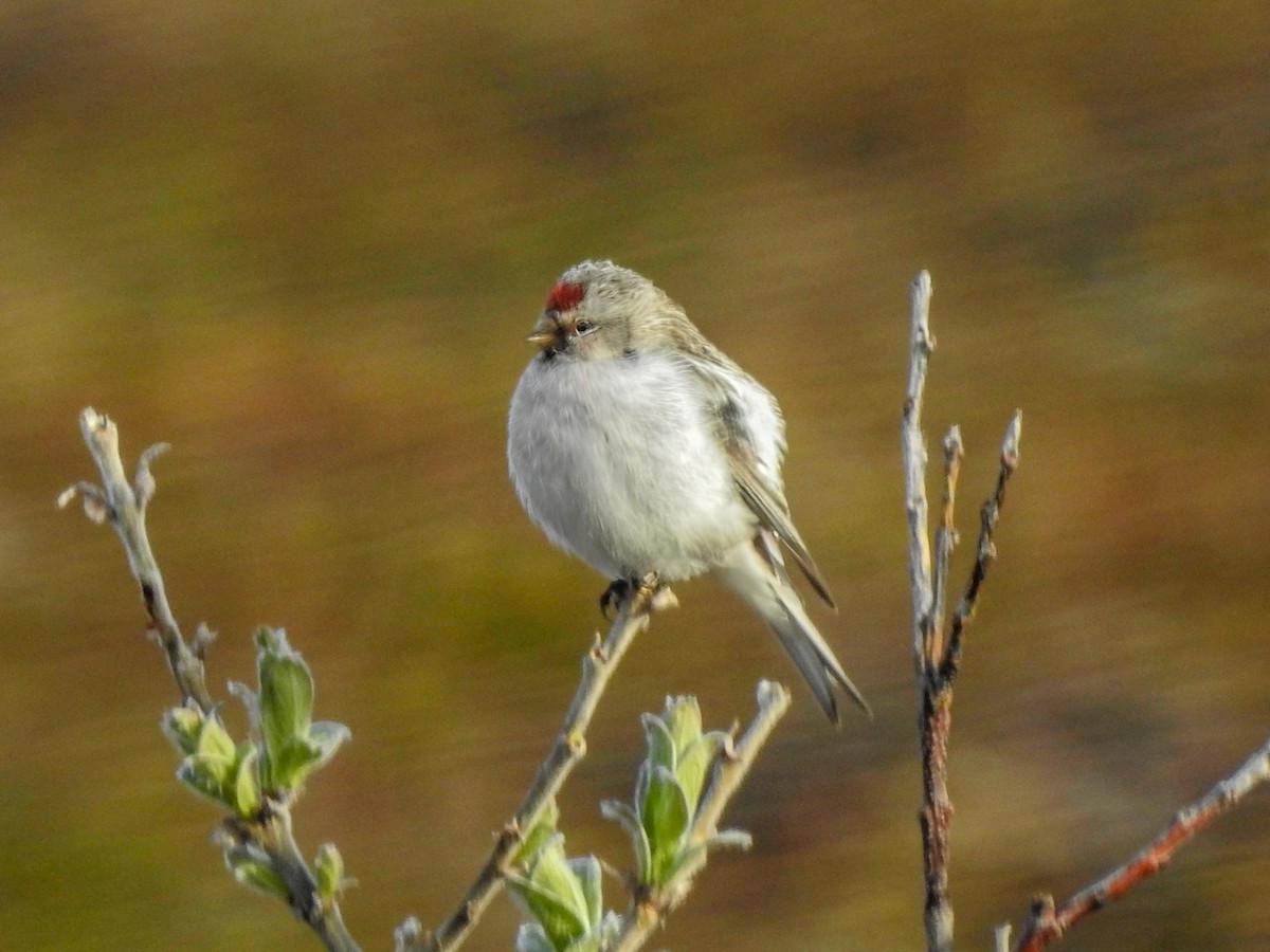 Hoary Redpoll - ML620647077