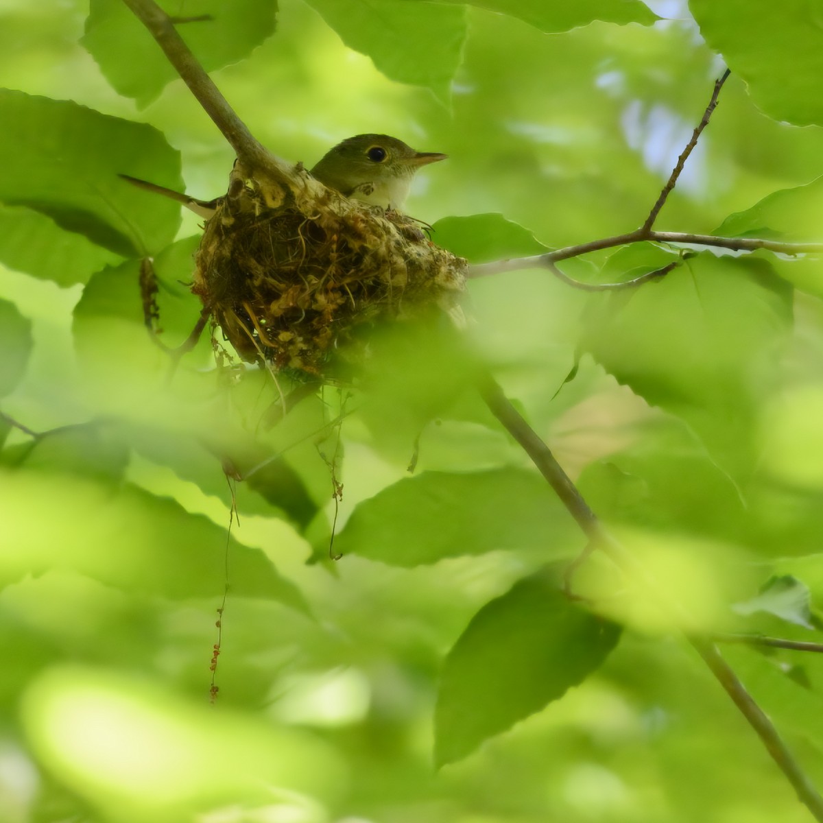 Moucherolle vert - ML620647079