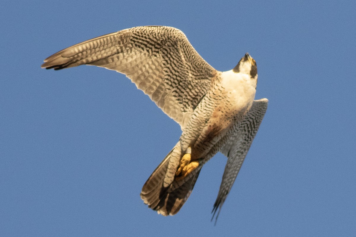 Peregrine Falcon - ML620647082