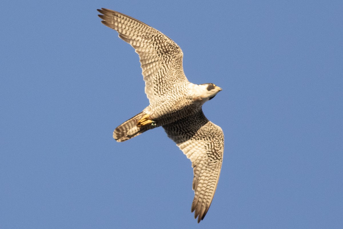 Peregrine Falcon - ML620647085