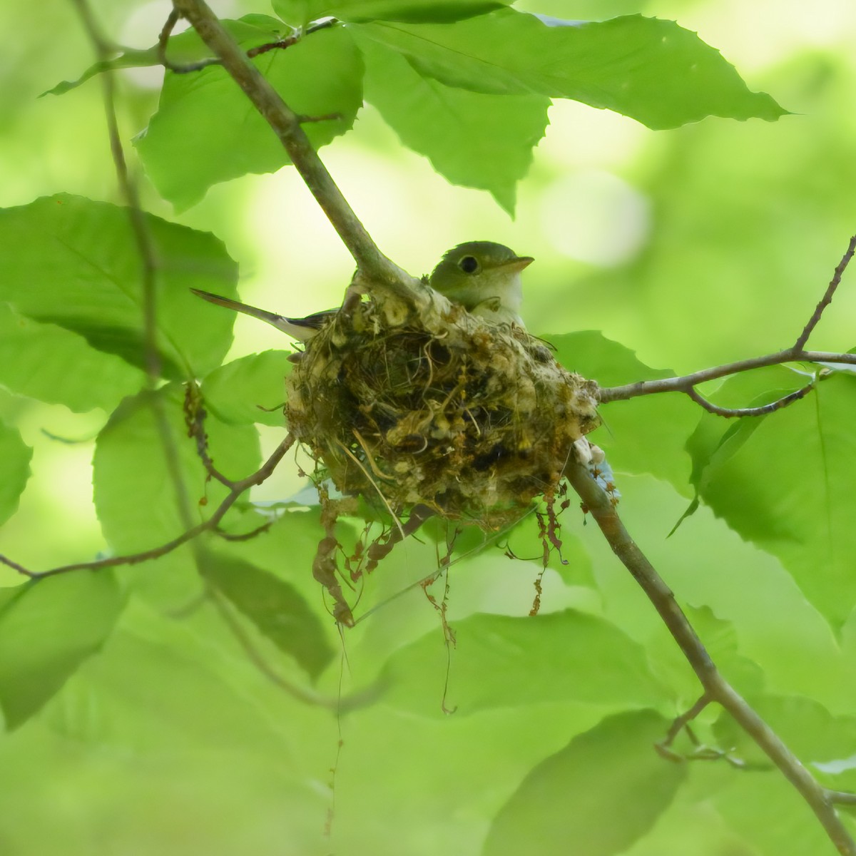 Acadian Flycatcher - ML620647087