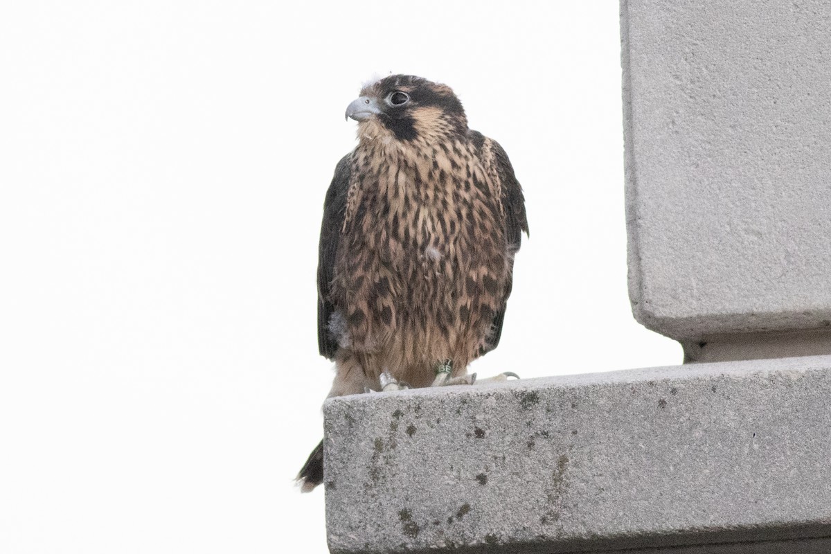 Peregrine Falcon - David Brown