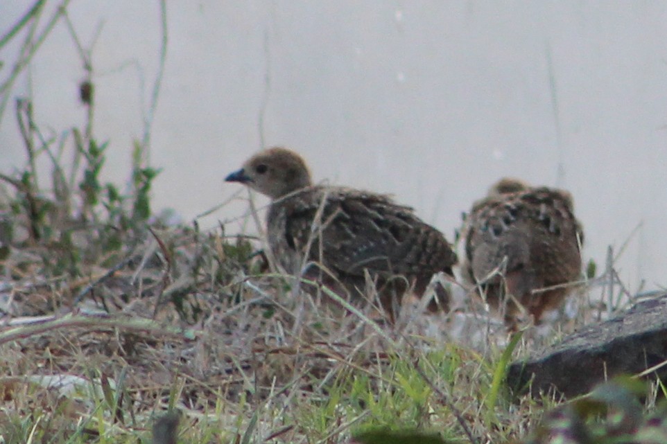 Red-legged Partridge - ML620647089