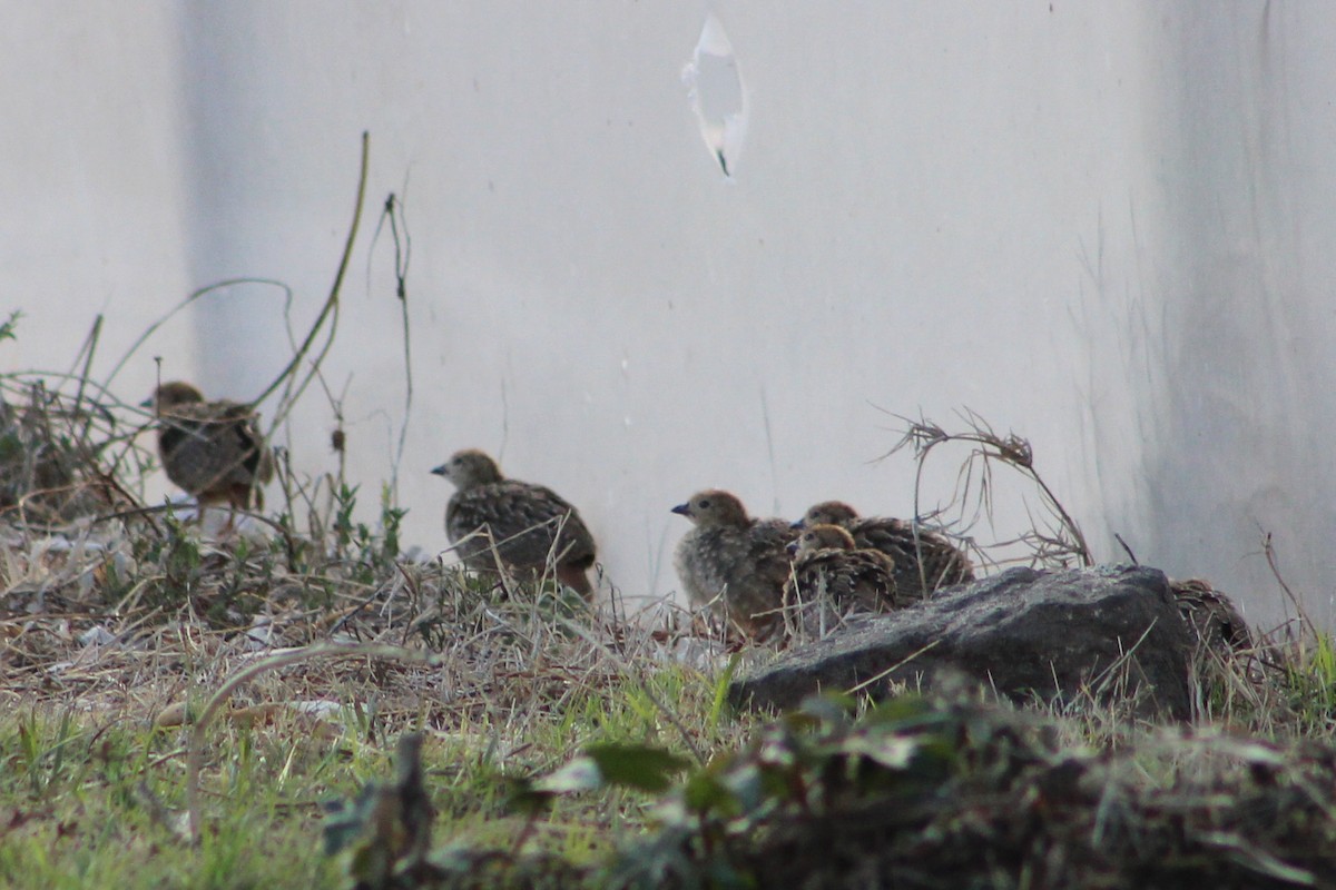 Red-legged Partridge - ML620647090