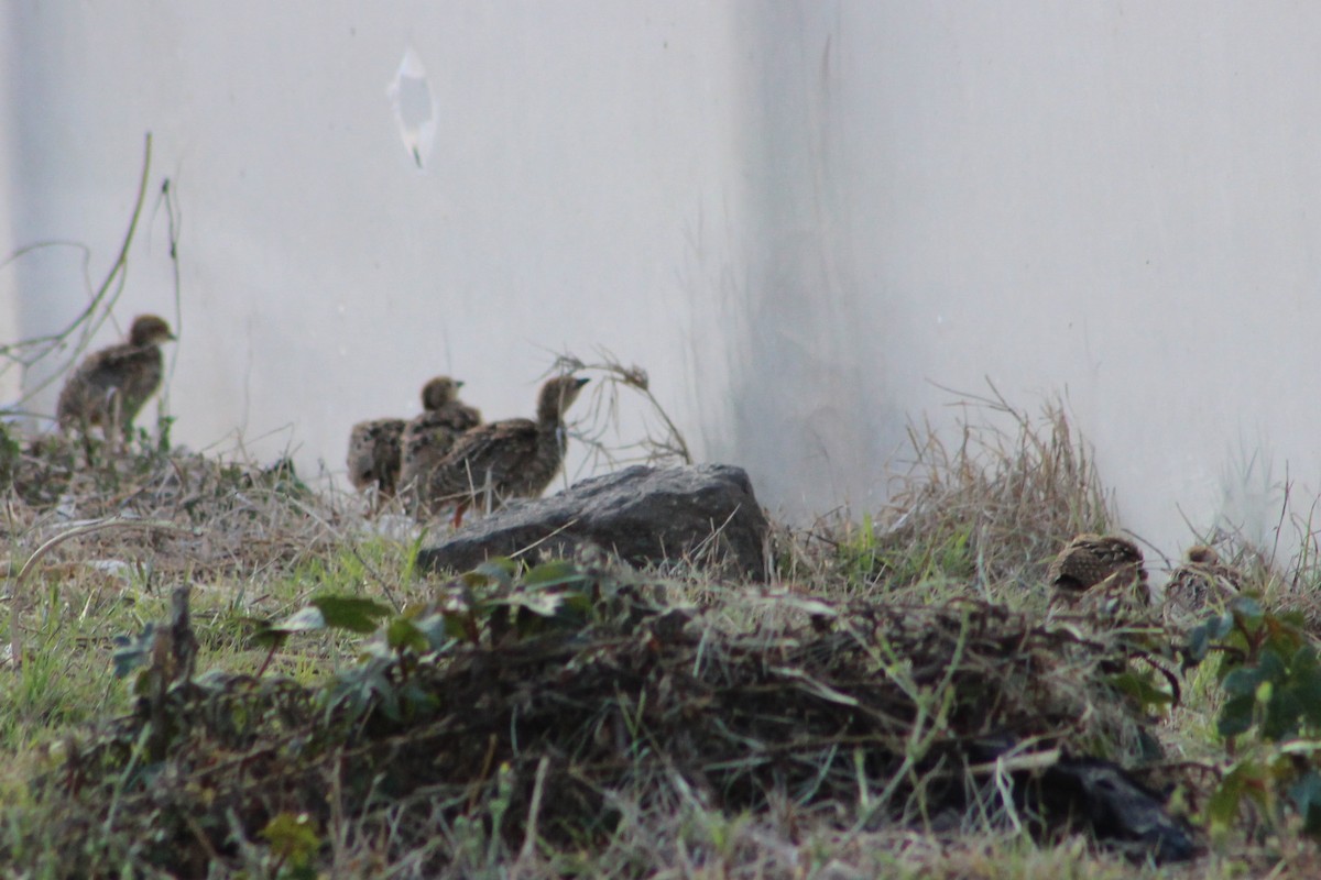 Red-legged Partridge - ML620647091