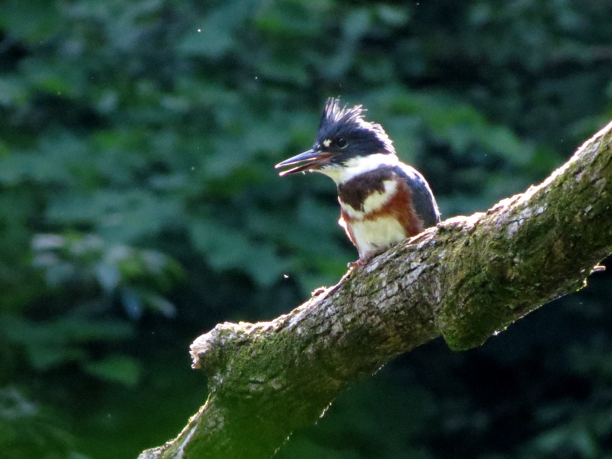 Belted Kingfisher - ML620647095