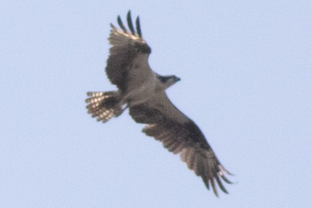 Arrano arrantzalea (carolinensis) - ML620647102