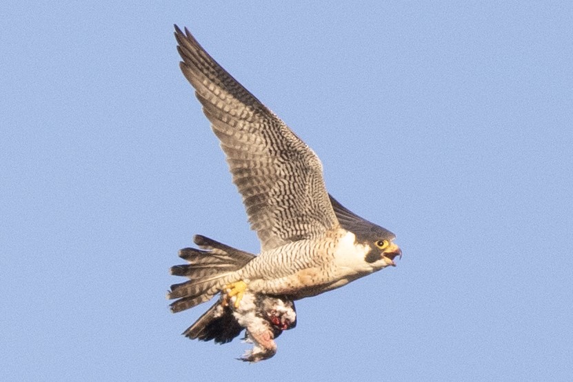 Peregrine Falcon - ML620647107