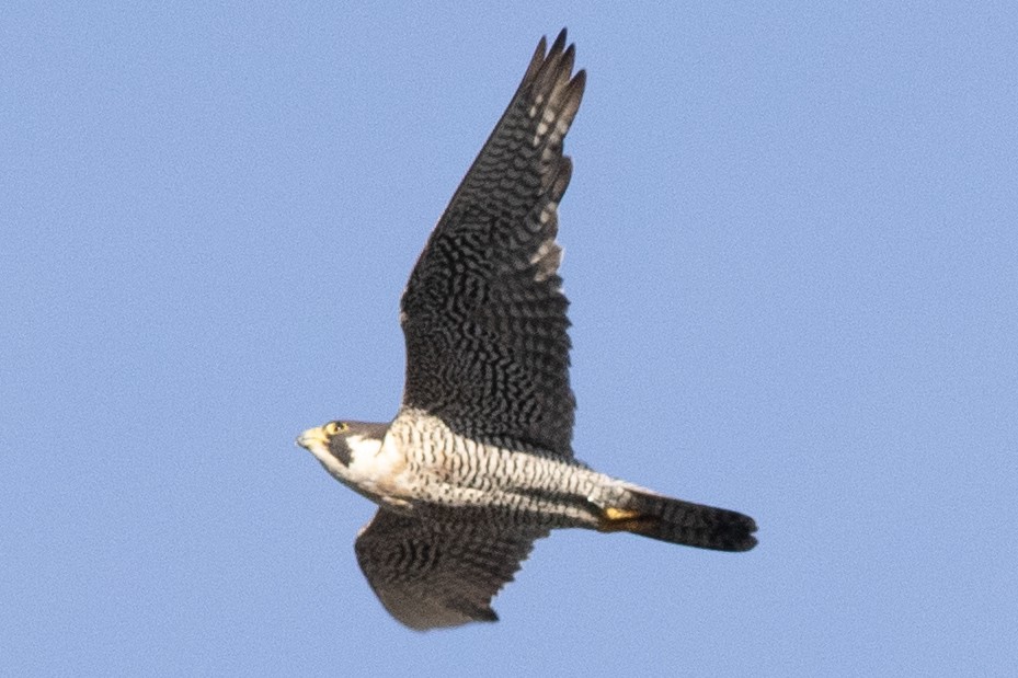 Peregrine Falcon - ML620647108