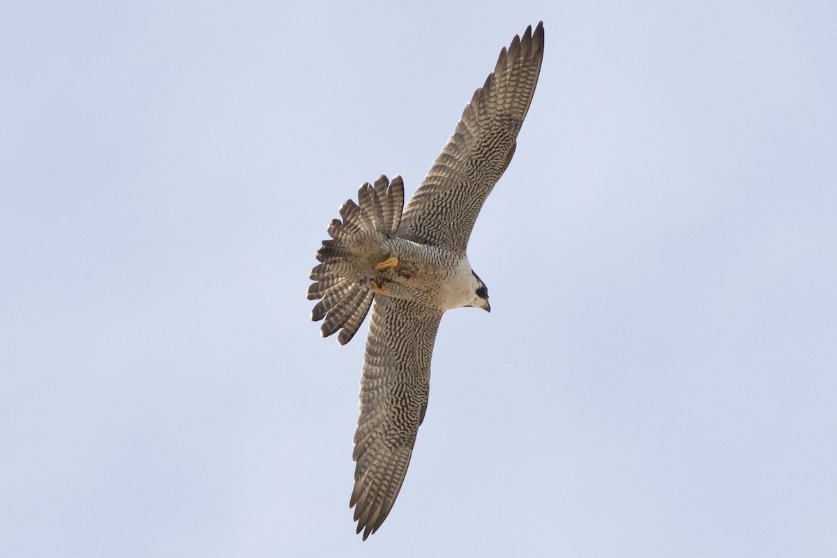 Peregrine Falcon - David Brown