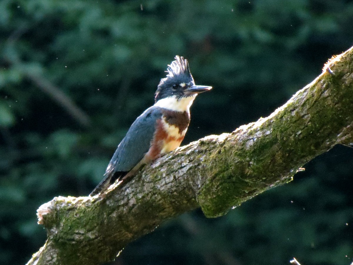 Martin-pêcheur d'Amérique - ML620647118