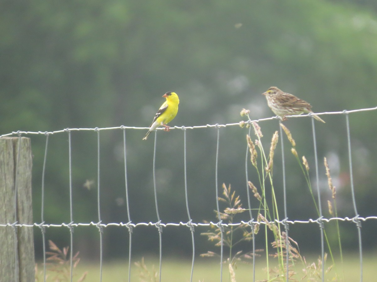 American Goldfinch - Anne Barbour