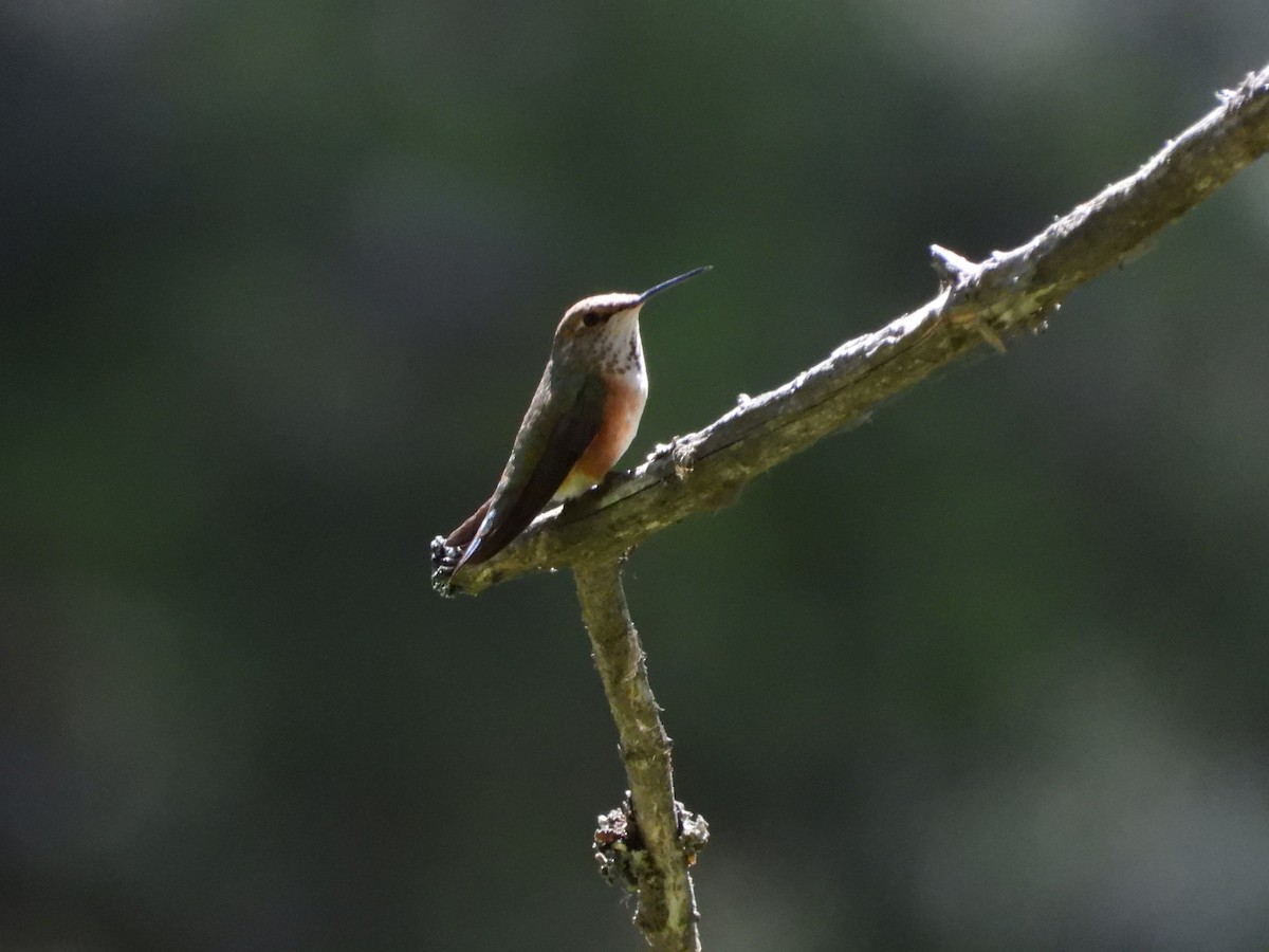 Rufous Hummingbird - ML620647124
