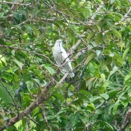 Black-tipped Cotinga - ML620647125