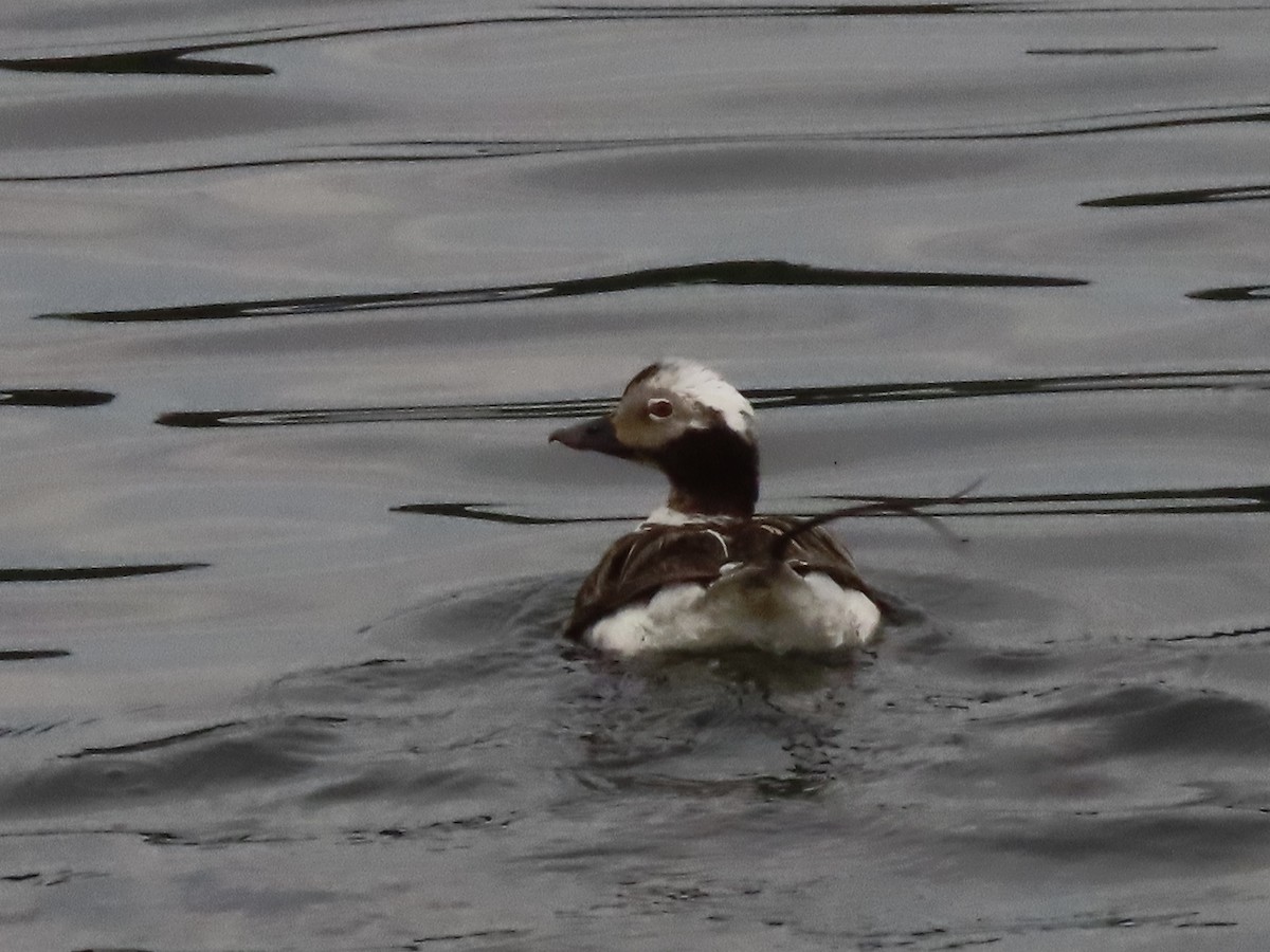 Long-tailed Duck - ML620647127