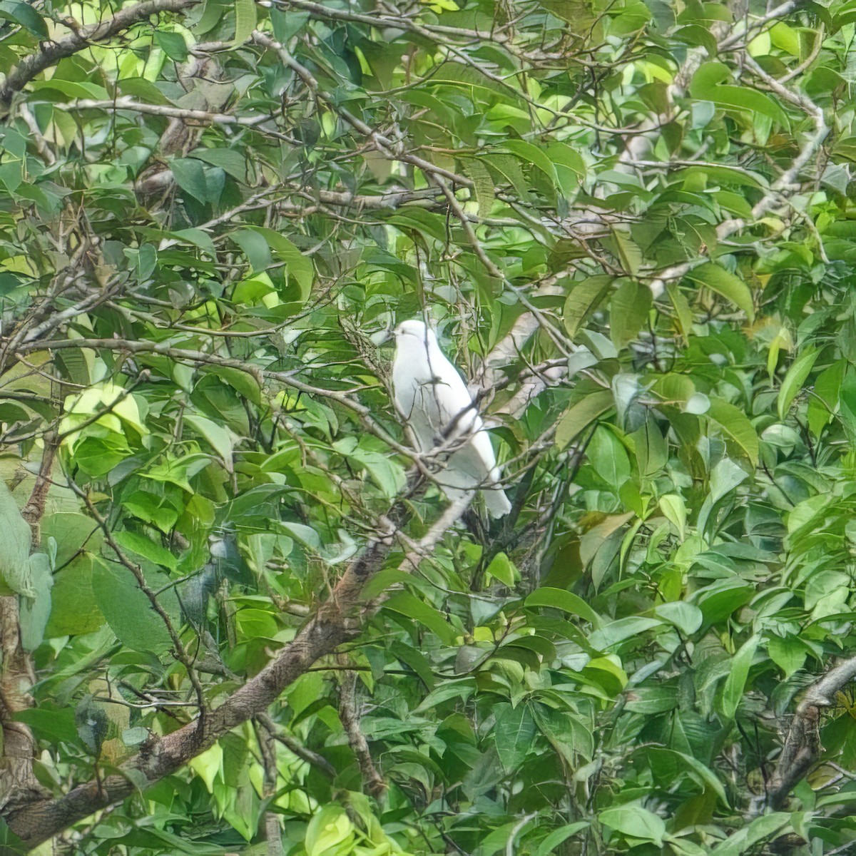 Cotinga Blanco - ML620647128