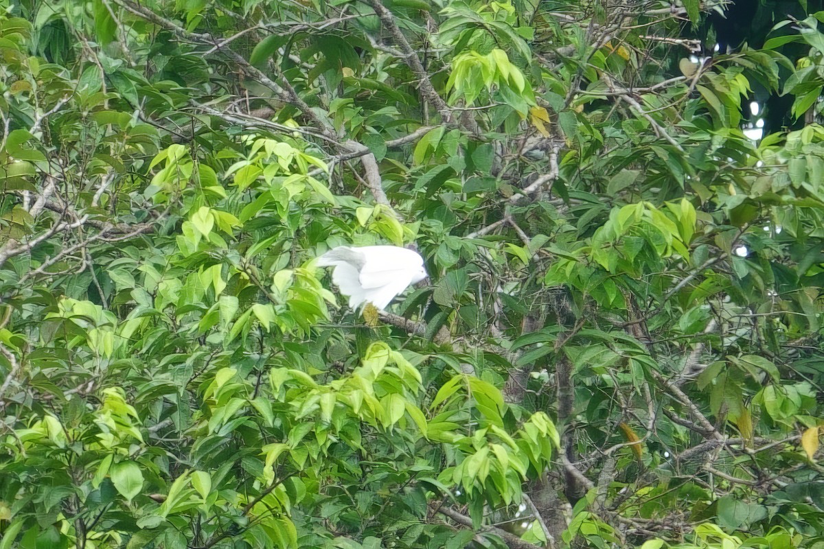 Black-tipped Cotinga - ML620647129