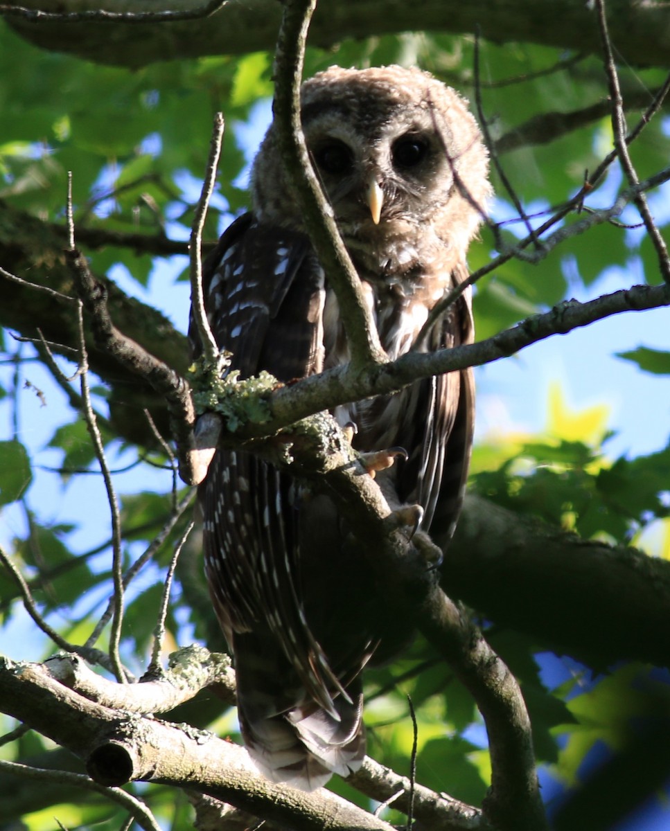 Barred Owl - ML620647130