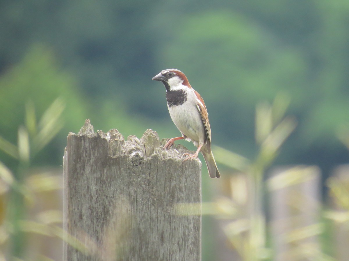 House Sparrow - ML620647131