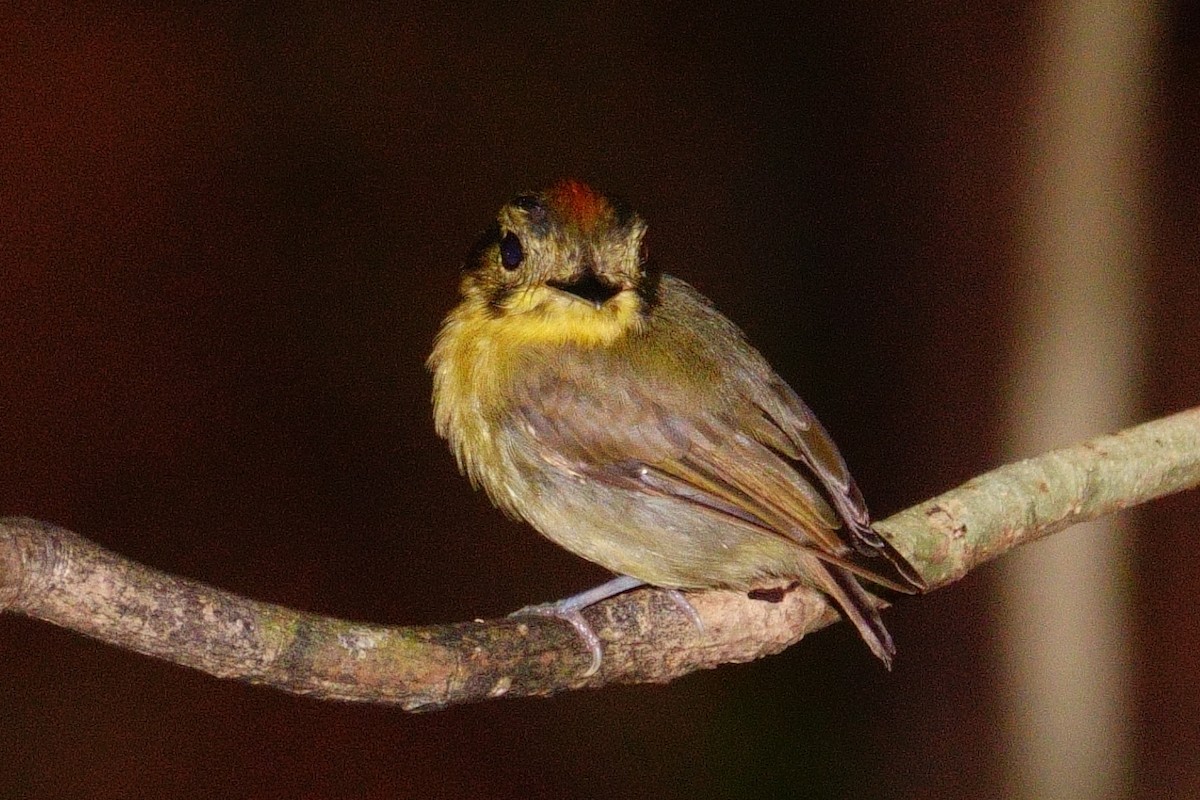 Golden-crowned Spadebill - ML620647134