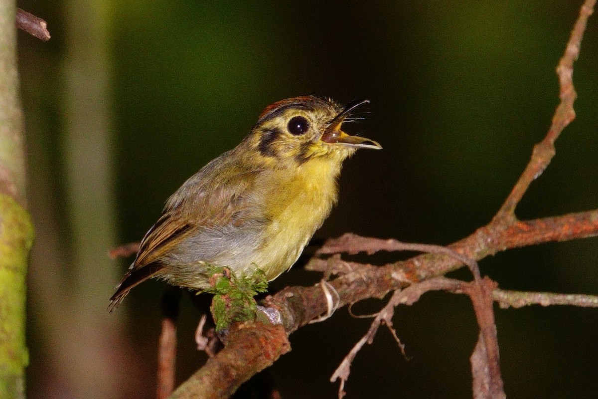 Golden-crowned Spadebill - ML620647138