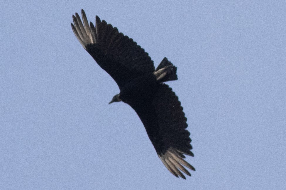 Black Vulture - ML620647139
