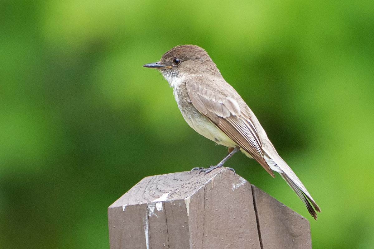 Eastern Phoebe - ML620647144