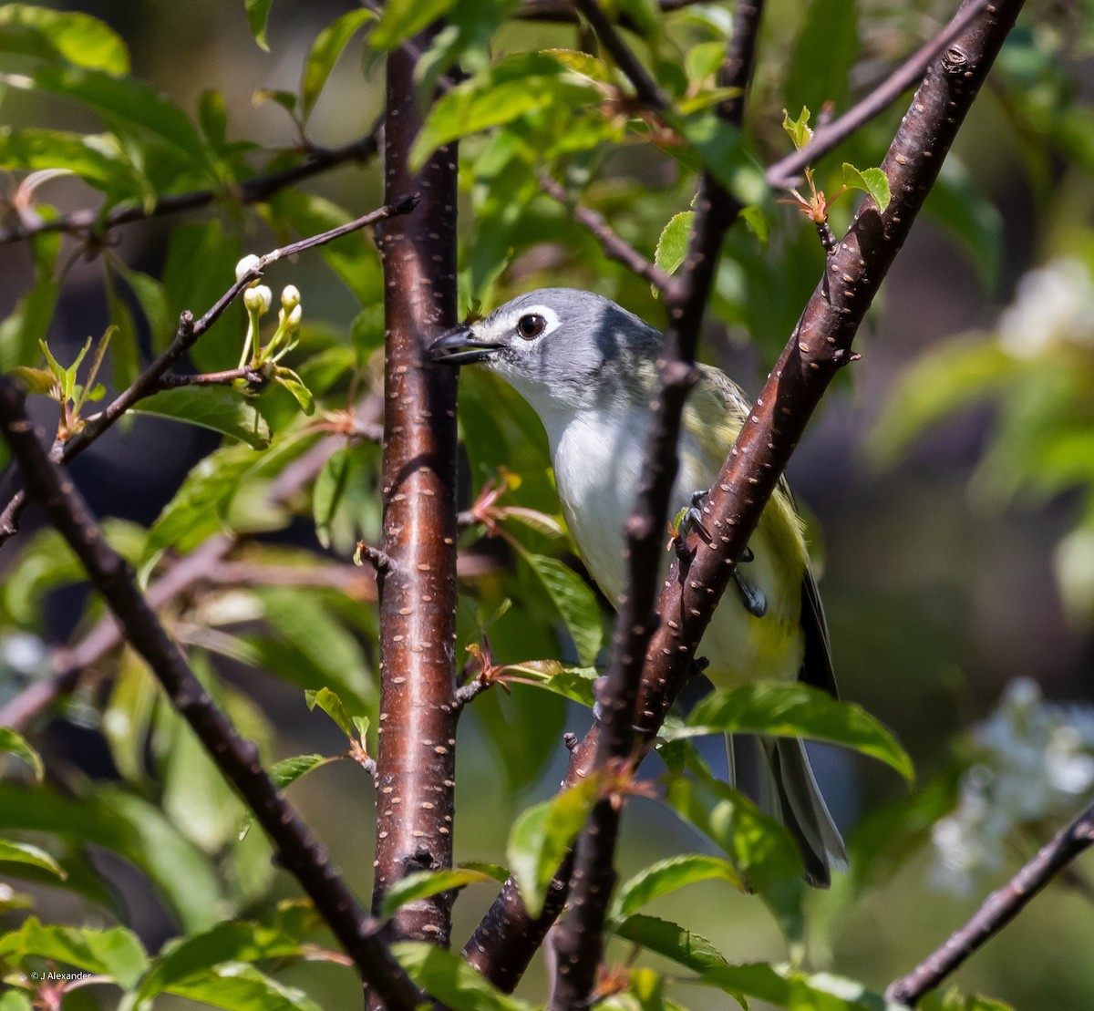 Vireo Solitario - ML620647145