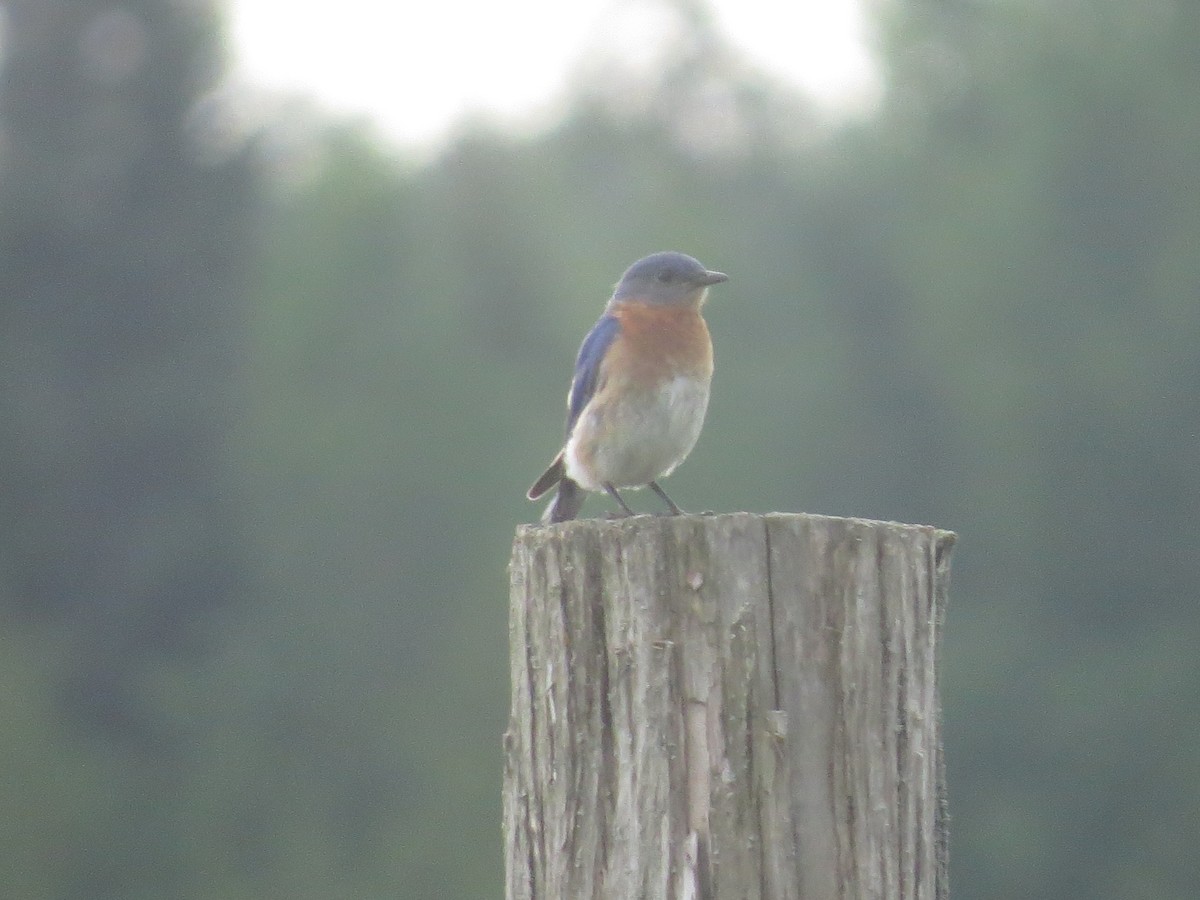 Eastern Bluebird - ML620647147