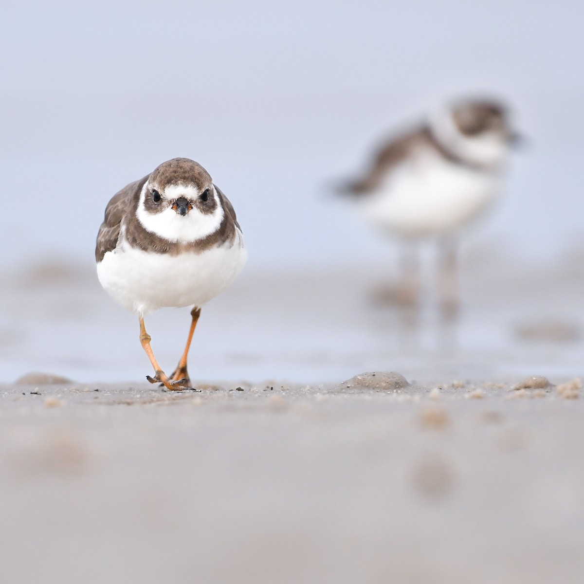 Semipalmated Plover - Mason Currier