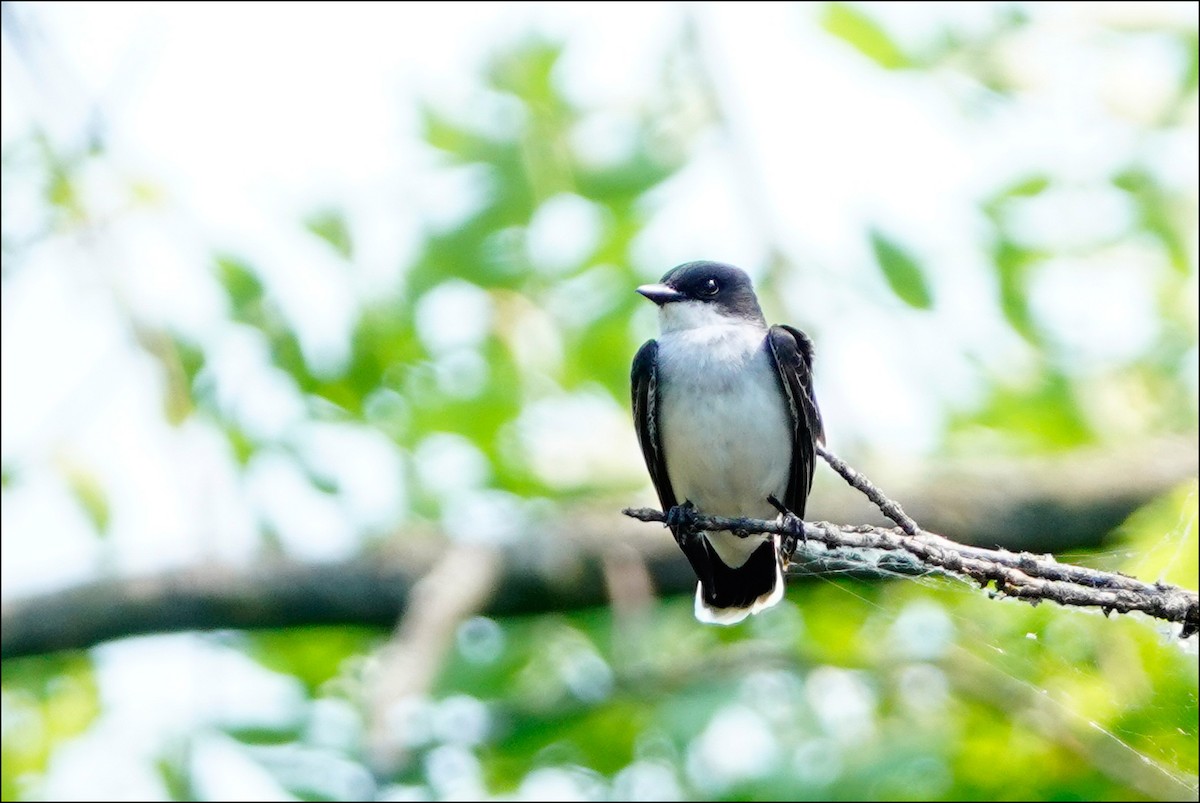 Eastern Kingbird - ML620647154