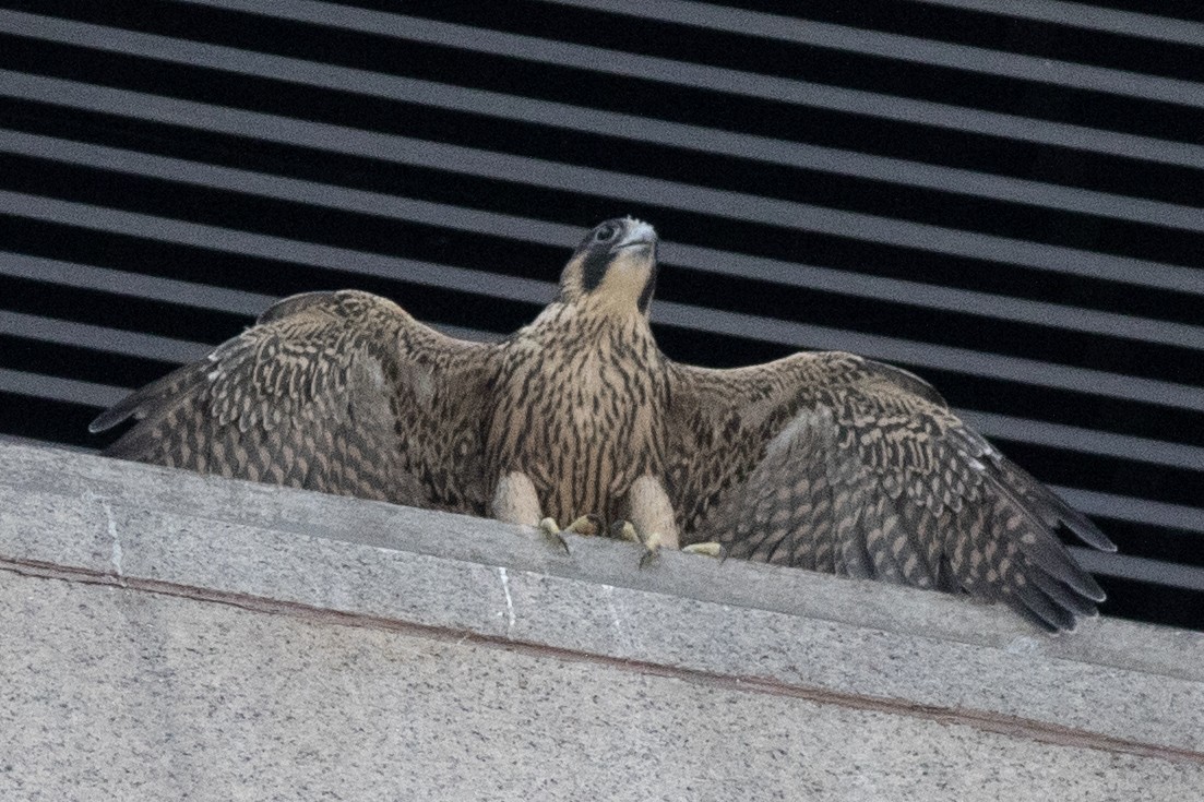 Peregrine Falcon - ML620647155