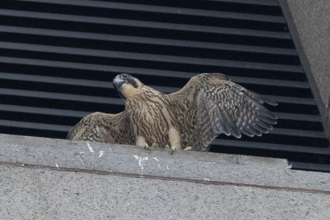 Peregrine Falcon - David Brown