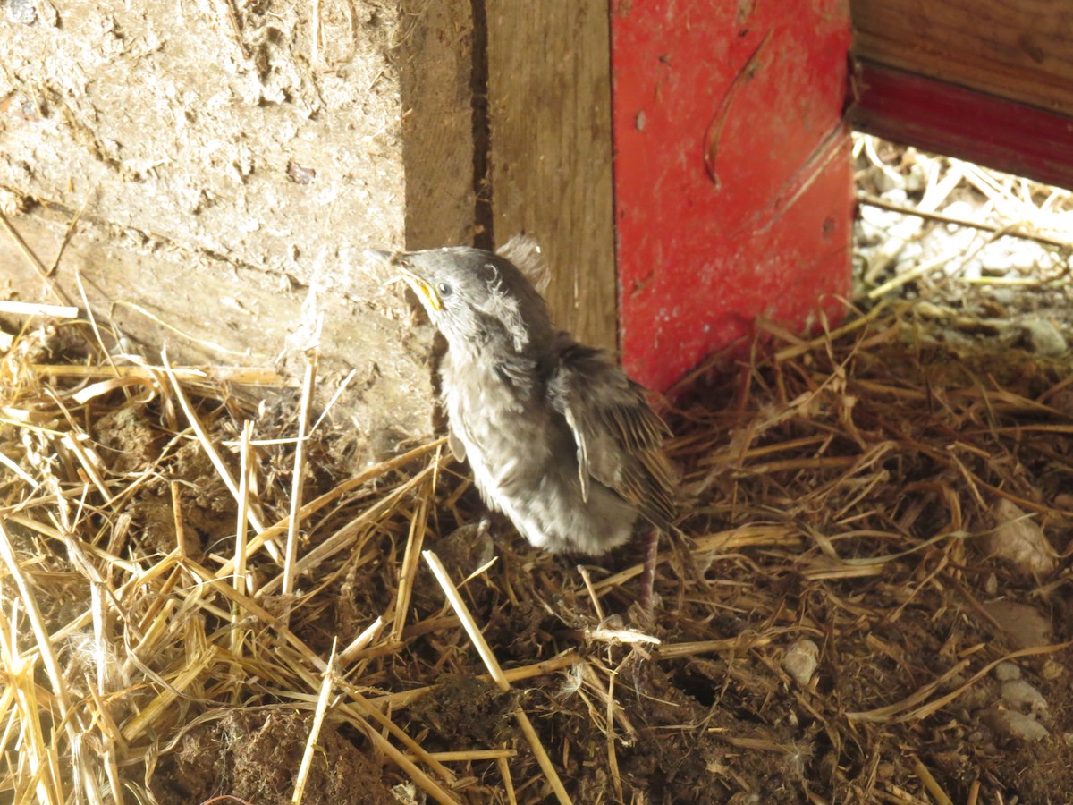 European Starling - ML620647158