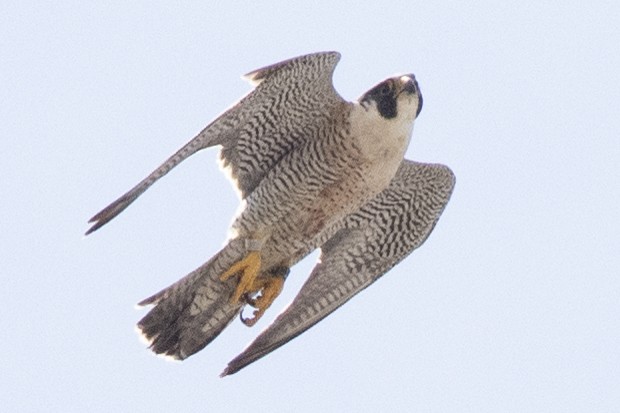 Peregrine Falcon - ML620647159