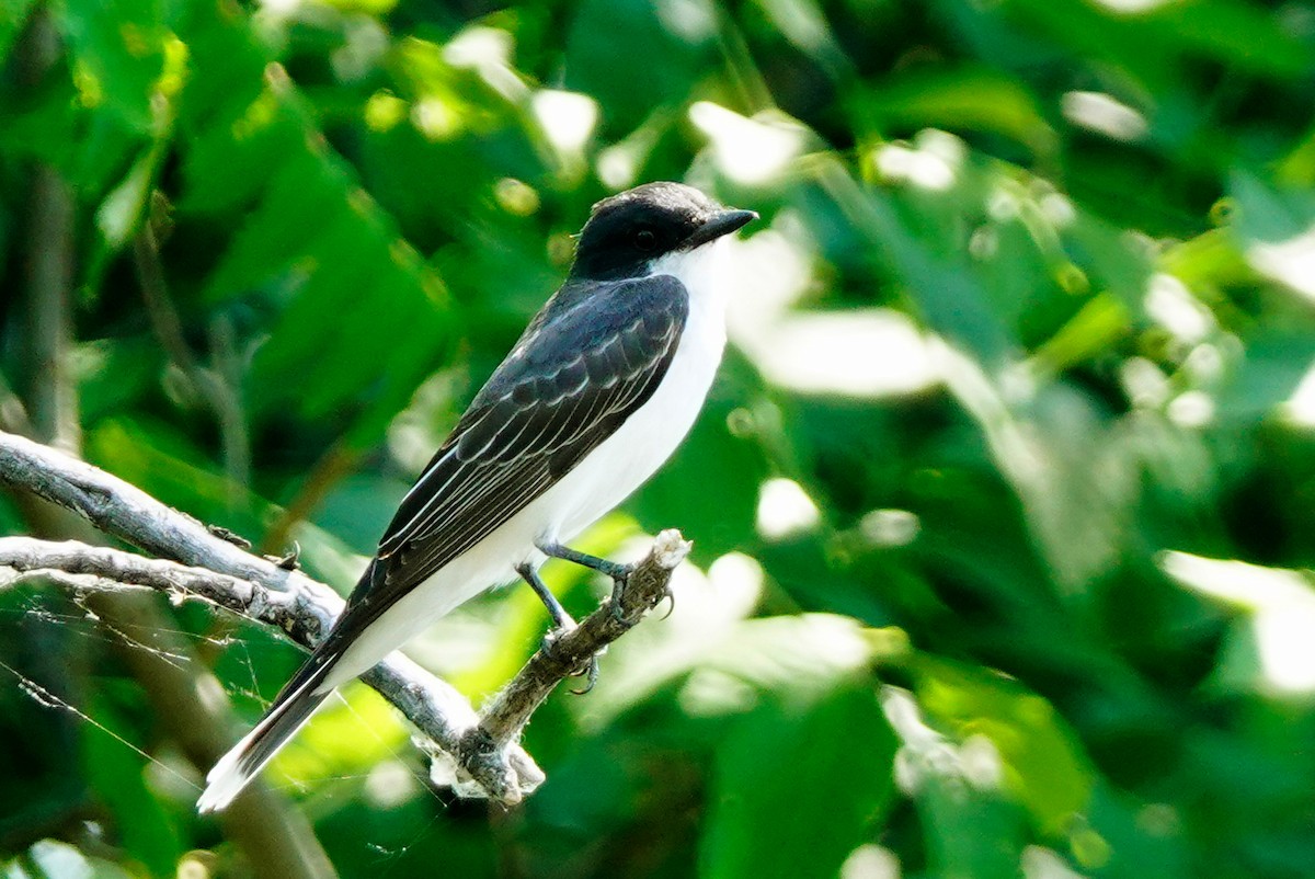 Eastern Kingbird - ML620647161