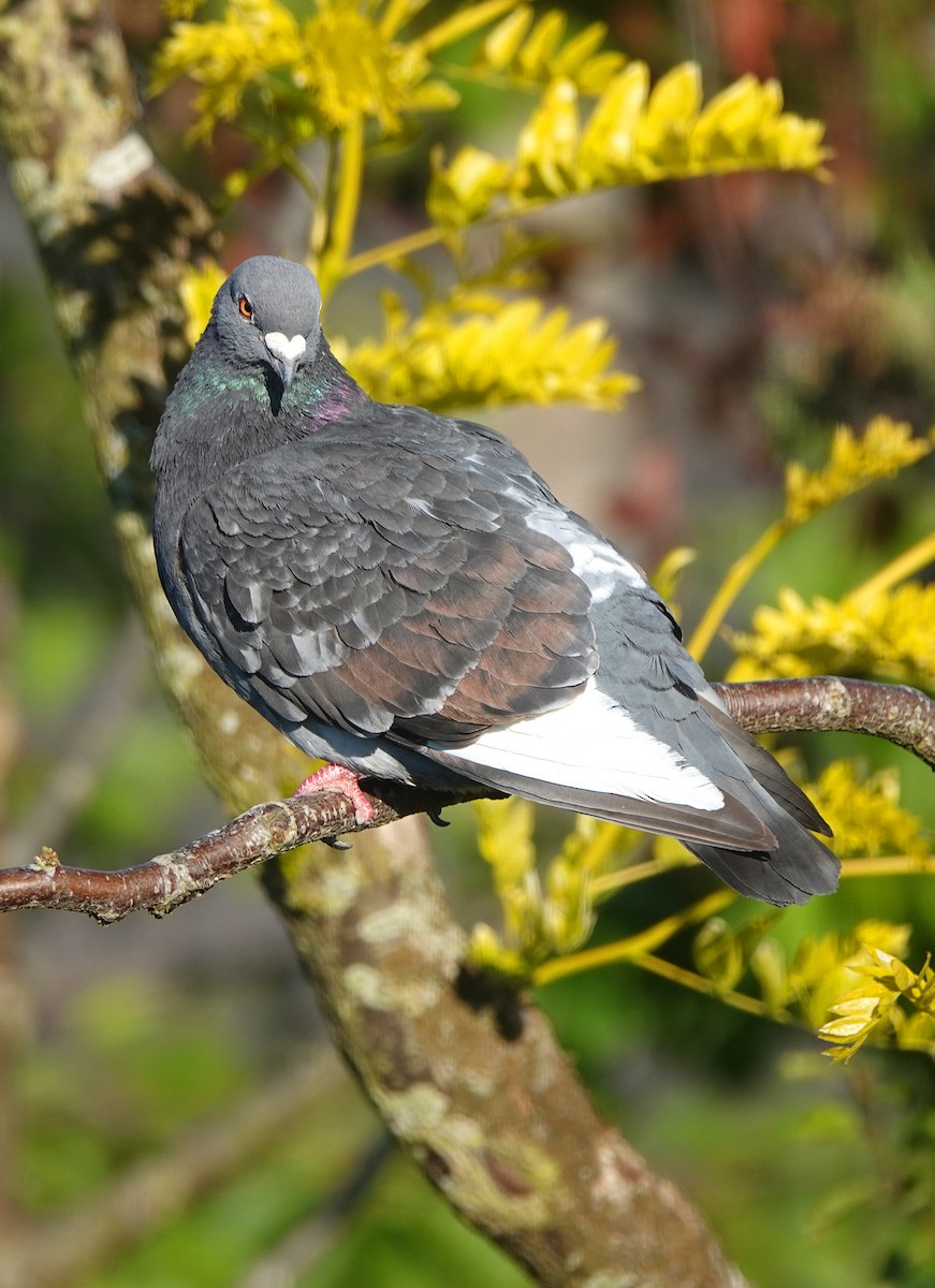 Pigeon biset (forme domestique) - ML620647165