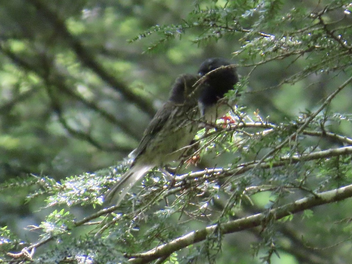 Dark-eyed Junco - Angela Romanczuk